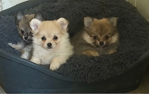  Wunderschöne Pomchis suchen Dich   