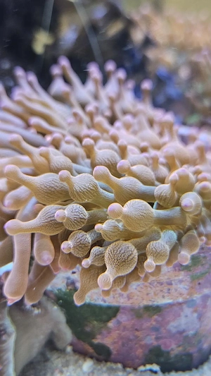 Blasenanemone (Entacmaea quadricolor), Ricordea florida grün, Ricordea yuma orange