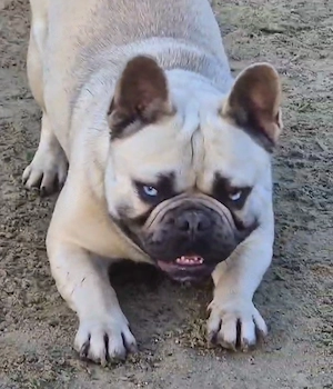 Französische bulldogge Rüde 2 jahre ice blue eyes keine Merle Augen 