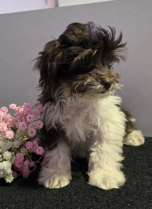 süße Pudelmix Hündin Bild 4