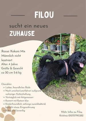 **FILOU** Kokoni Mix, ca. 4 Jahre, männlich intakt