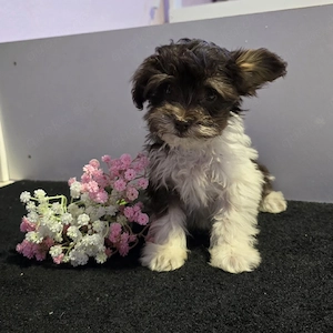 süße Pudelmix Hündin Bild 3