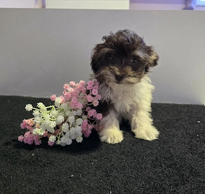 süße Pudelmix Hündin Bild 2