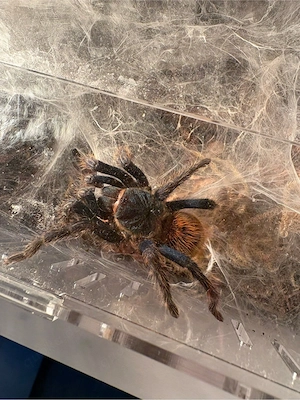 Chromatopelma cyaneopubescens