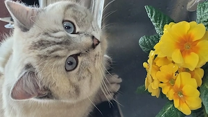 Bkh silver Shaded Deckkater