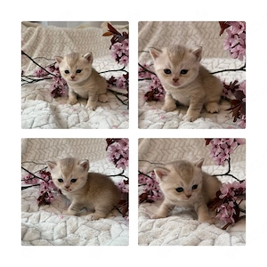 BKH Kitten Bild 5