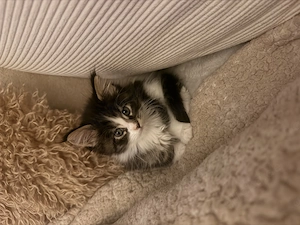 Maine Coon Kitten reinrassig 
