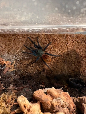 chromatopelma cyaneopubescens