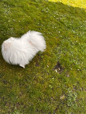Decküde Zwegspitz (Pomeranian) Bild 3