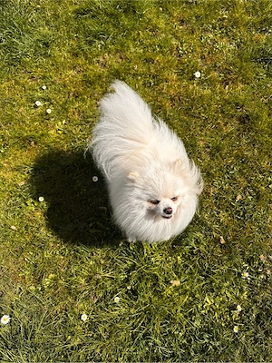 Decküde Zwegspitz (Pomeranian) Bild 4
