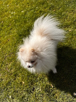 Decküde Zwegspitz (Pomeranian) Bild 2