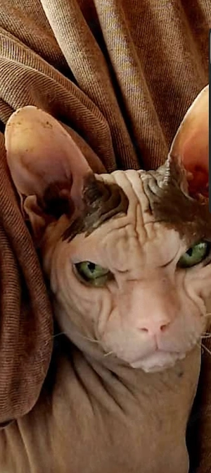 Nack Kater 5 Jahre alt 