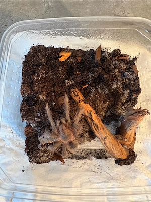 lasiodora parahybana