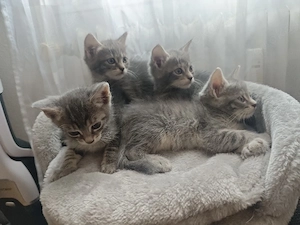 Katzen suchen ein neues Zuhause 