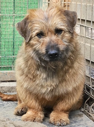 Penny - kleine Löwenmama mit großem Herz!