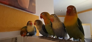 Pfirsichköpfchen zuverkaufen in Berlin Bild 2