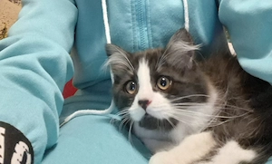 2 Kater zu Verkaufen 