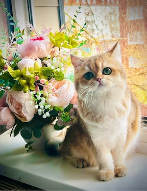 bkh britisch Kurzhaar Gold Katze