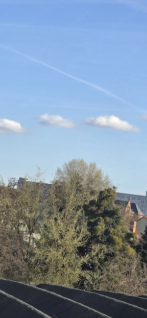 Suche eine weibliche stieglitz 