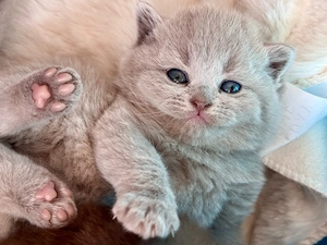 BKH Kitten