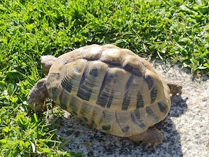 Griechische männliche Landschildkröte zu verkaufen