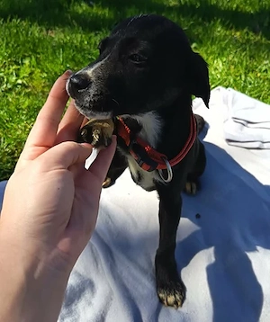 Fee in Bosnien sucht ihr Zuhause