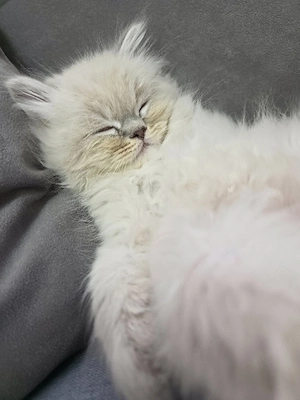 Süßer langhaariger Perser Mix Kater ? sehr verschmust ?