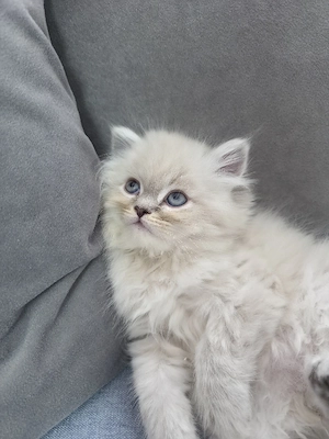 Süßer langhaariger Perser Mix Kater ? sehr verschmust ?