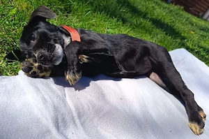 Fee in Bosnien sucht ihr Zuhause