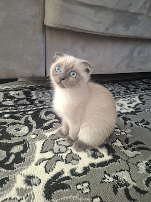 BKH Kitten mit Impfpass