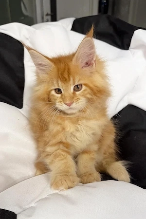 Maine Coon Kitten   4 Monate alt  Geimpft & Sozialisiert