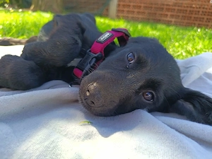 Lisa in Bosnien sucht ein Zuhause