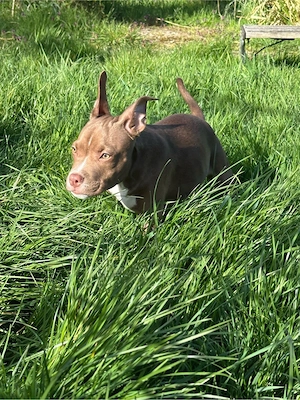 Wunderschöner American Pocket Bully Rüde mit