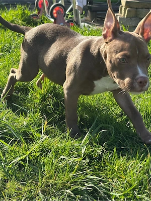 American Pocket Bully Rüde 