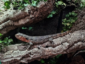 0.1 Shinisaurus crocodilurus- gechippt