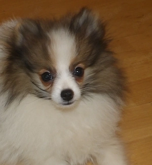 Zwergspitzrüde mit Ahnentafel