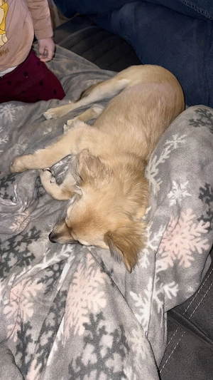 Zwergspitz Chihuahua Hündin 