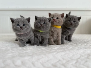 BKH Kitten reinrassig blau, lilac, Britisch Kurzhaar Katzen