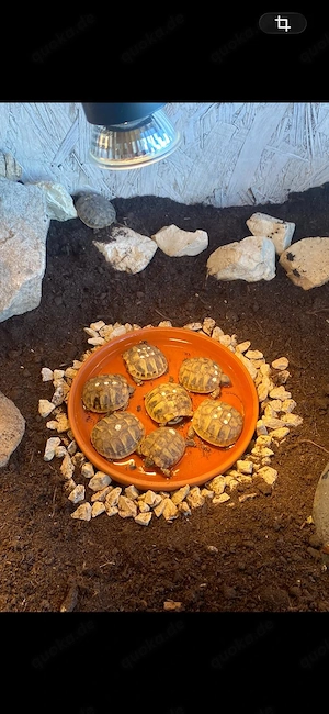 Griechische Landschildkröten mit EG Bescheinigung, Testudo Hermanni