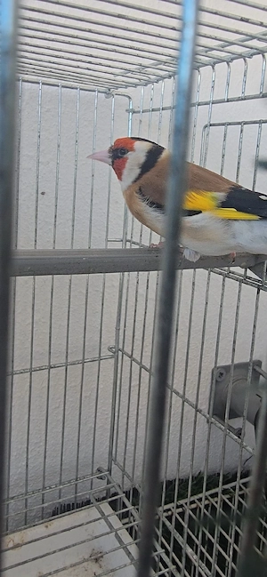 männlich stieglitz MAJOR zuverkaufen 