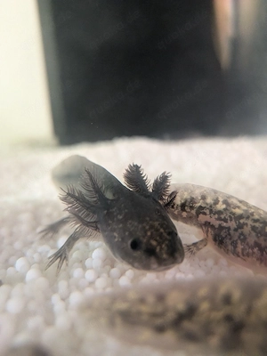 Axolot Melanoid