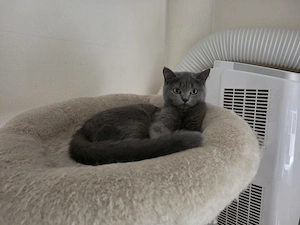 RESERVIERT - 5 Monate altes Kätzchen sucht neues Zuhause