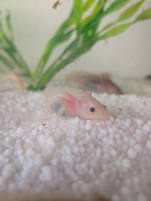 Axolotl Weißling 
