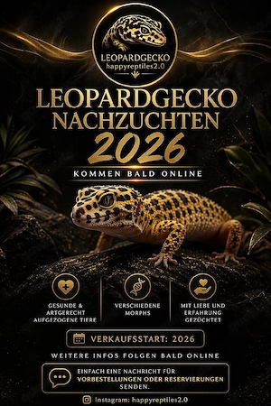 Verschiedene Leopardgeckos 
