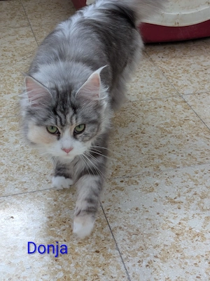 Reinrassige Wohnung Katzen 