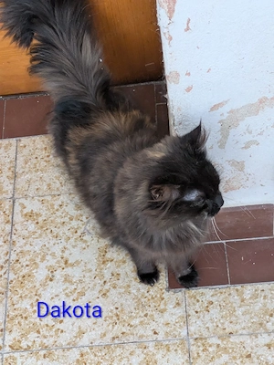 Reinrassige Wohnung Katzen 