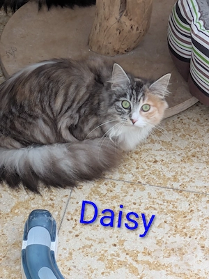 Reinrassige Wohnung Katzen 