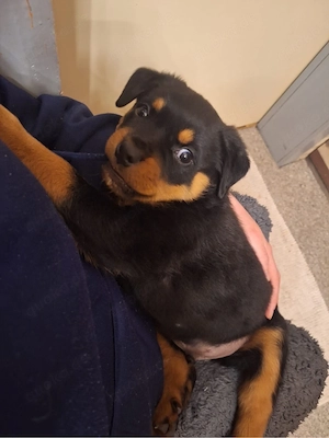 Reinrassiger Rottweiler welpe 