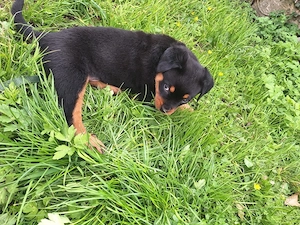 Reinrassiger Rottweiler welpe 