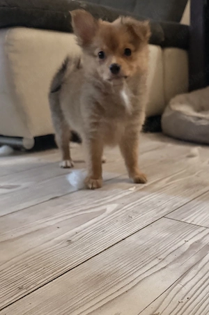 Niedliche Mix Welpen zu verkaufen   